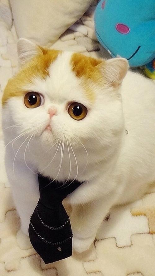 Î岿ÃÅ£ººÏ¹æÔÙÉú¸ÖÌúÔÁÏ2021ÄêÆð¿É×ÔÓɽø¿Ú