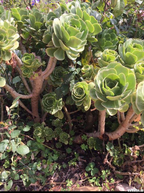 ձһ뾳߸ȾϷǳֵı¹ڲ