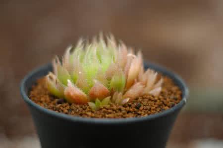 ּ̫ſعȨת йΪعɹɶ