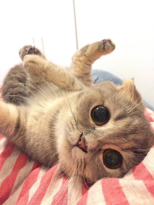 ƼʢĻ鴺ְ